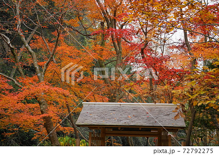 12月 鎌倉1116茶庭・庭園の紅葉・一条恵観山荘 12月 鎌倉1116茶庭・庭園の紅葉・一条恵観山荘 72792275