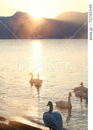 夕焼けの屈斜路湖の白鳥 72792449