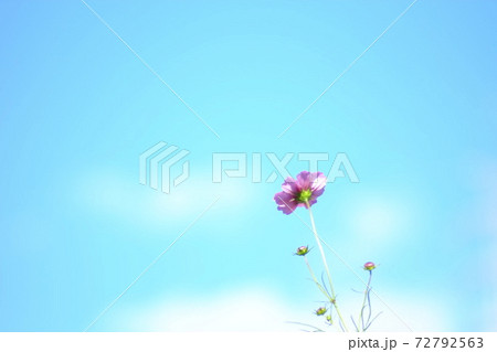 秋の晴天に咲くコスモスの花 72792563