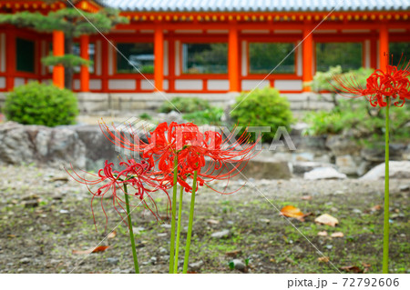 彼岸花 庭園 三十三間堂 彼岸花 庭園 三十三間堂 72792606
