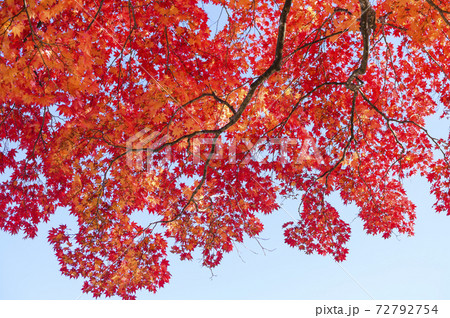 大木の紅葉を見上げる(空バック) 大木の紅葉を見上げる(空バック) 72792754