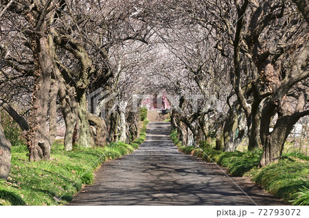 秦野香雲寺の梅の花 秦野香雲寺の梅の花 72793072