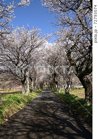 秦野香雲寺の梅の花 秦野香雲寺の梅の花 72793074