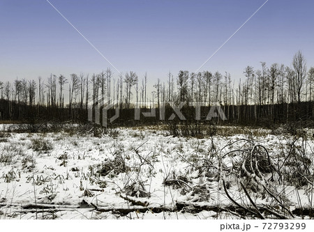 Sunset over Kampinos National Park in winter - Poland 72793299