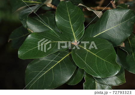 自然 植物 サキシマスオウノキ、大きな葉です。十数センチ程で表は深緑、うら側は銀色をしています 自然 植物 サキシマスオウノキ、大きな葉です。十数センチ程で表は深緑、うら側は銀色をしています 72793323