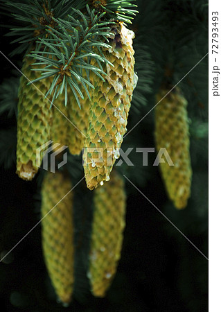 Fir cones from wild Polish forest - Slowinski National Park, Poland Fir cones from wild Polish forest - Slowinski National Park, Poland 72793493