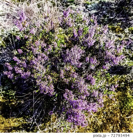 Calluna vulgaris (common heather or ling) Calluna vulgaris (common heather or ling) 72793494
