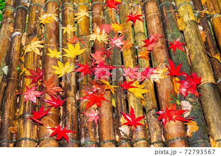 横浜市久良岐能舞台の紅葉 72793567