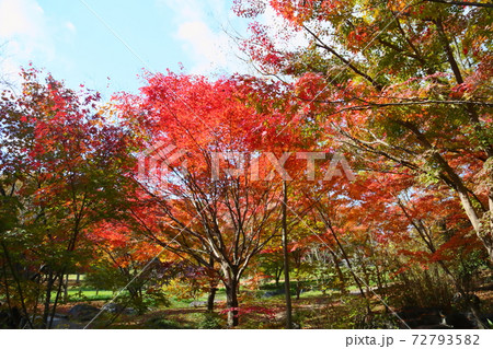鮮やかイロハモミジの散歩道 鮮やかイロハモミジの散歩道 72793582