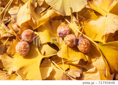 いちょうの落ち葉と銀杏の実の写真素材