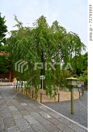 千本釈迦堂 阿亀桜(おかめざくら) 千本釈迦堂 阿亀桜(おかめざくら) 72793934