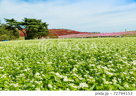 【ソバの花とコスモスとコキアの三重奏】 【ソバの花とコスモスとコキアの三重奏】 72794153