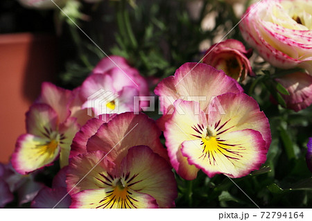 春の寄せ植え ピンクと黄色の複色のビオラと八重咲きのラナンキュラスの写真素材