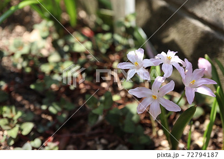 春の半日陰の庭 ピンクのチオノドグサの花 春の半日陰の庭 ピンクのチオノドグサの花 72794187