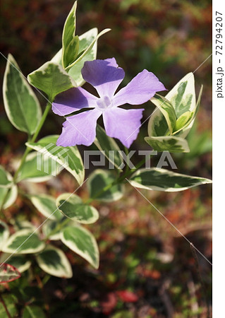 春 斑入り葉のツルニチニチソウの紫の花の写真素材