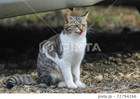 野良猫 72794266