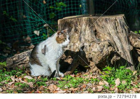 野良猫 72794278
