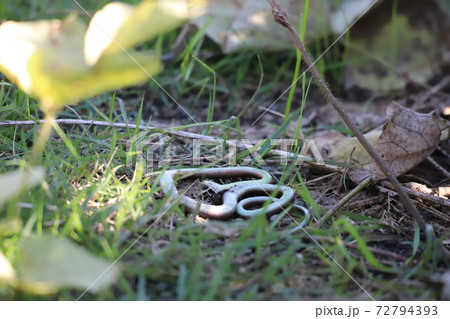ヘビの死骸の写真素材
