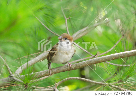 冒険中の子すずめの写真素材