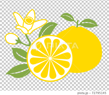 みかんイラスト 72795145