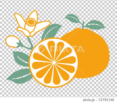 みかんイラスト 72795146