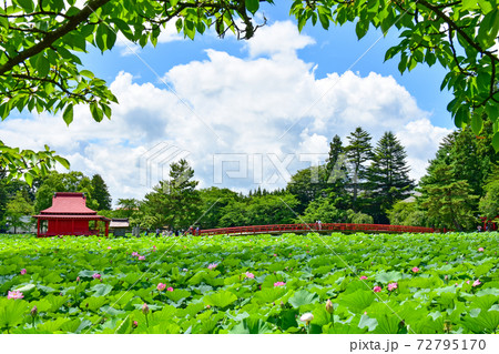 夏の猿賀公園 72795170