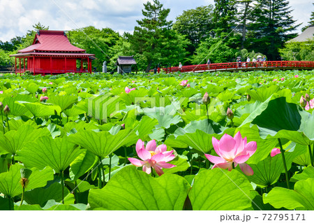 夏の猿賀公園 72795171