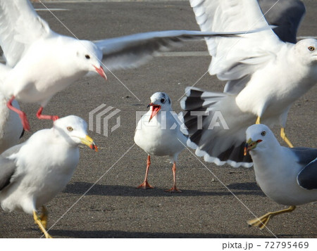 荒浜漁港フィッシャリーナにいたユリカモメとウミネコたち 72795469