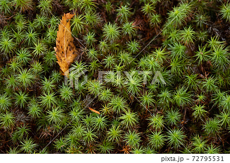 スギゴケは日本庭園の苔の代名詞のような苔 杉の葉のような茎が緑の絨毯にの写真素材