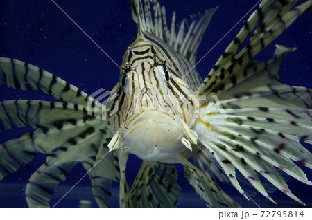ミノカサゴ　カサゴ　Lionfish 72795814