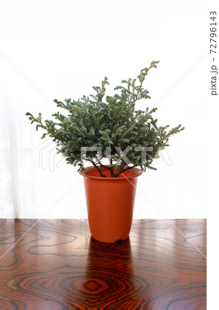 観葉植物 コニファー ボールバード 鉢植の写真素材