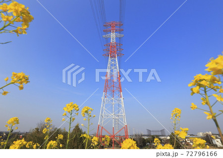 春の風景　菜の花と鉄塔 72796166