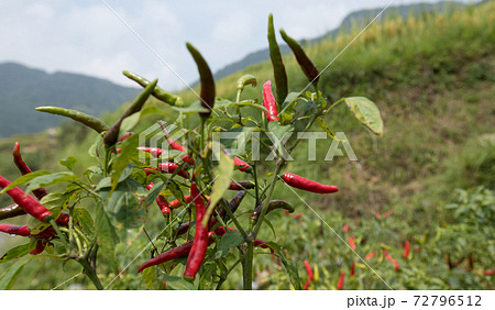 Growing pepper Organic farming in mountains Growing pepper Organic farming in mountains 72796512