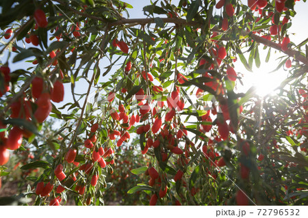 Goji berry fruits and plants in sunshine garden 72796532