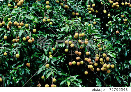 Lychee fruits in growth on tree in summer 72796548