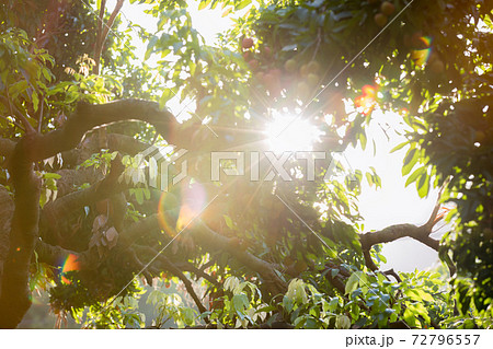 Lychee fruits in growth on tree in the sunrise 72796557