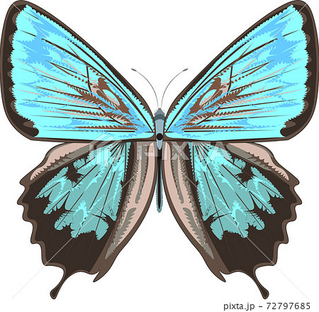 ウラジロミドリシジミ イラスト ウラジロミドリシジミ イラスト 72797685