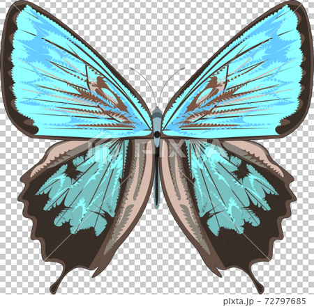 ウラジロミドリシジミ イラスト ウラジロミドリシジミ イラスト 72797685