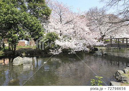 足立区東綾瀬公園　やざえもん橋付近の桜 72798656