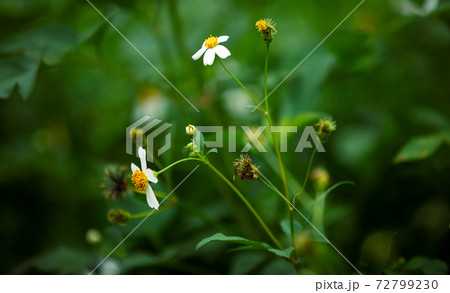 Bidens pilosa flowers blooming in summer Bidens pilosa flowers blooming in summer 72799230