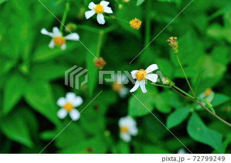 Bidens pilosa flowers blooming in summer 72799249