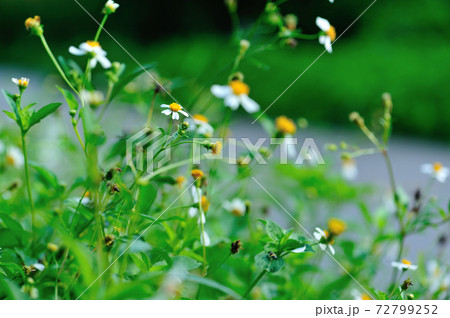 Bidens pilosa flowers blooming in summer 72799252