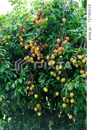 Lychee fruits in growth on tree in summer Lychee fruits in growth on tree in summer 72799319