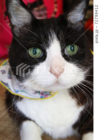 我が家のねこ 72799412