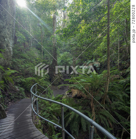 Australia, New South Whales, Blue Mountains National Park, Hiking trail in Blue Mountains National Park Australia, New South Whales, Blue Mountains National Park, Hiking trail in Blue Mountains National Park 72800228