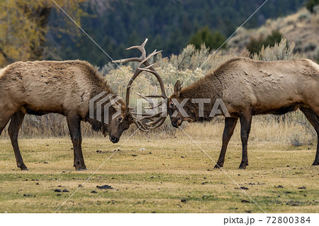 USA, Wyoming, Yellowstone National Park, Elk (Cervus elaphus) bulls in sparring duel for dominance in Yellowstone National Park 72800384