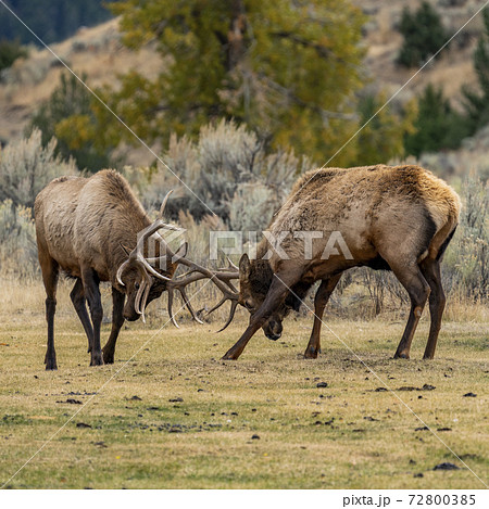 USA, Wyoming, Yellowstone National Park, Elk (Cervus elaphus) bulls in sparring duel for dominance in Yellowstone National Park 72800385