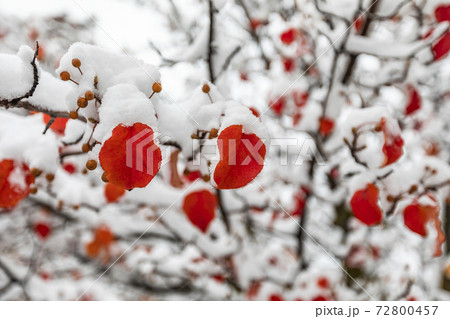 Red autumn leaves on tree covered with snow 72800457