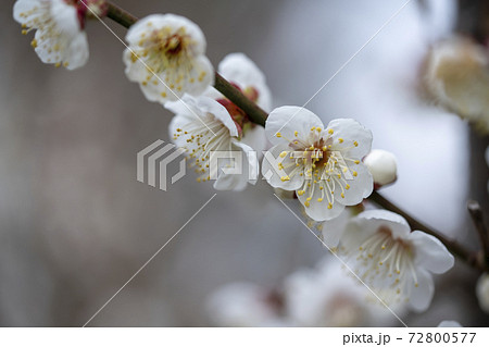 梅の花 72800577