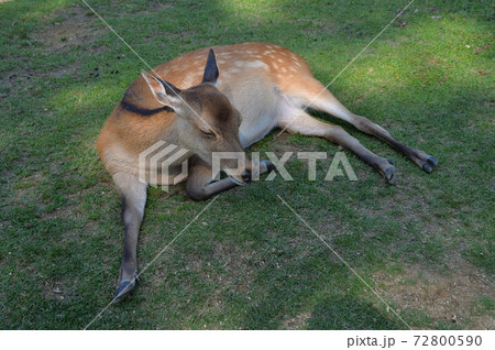 お昼寝する鹿、奈良公園 お昼寝する鹿、奈良公園 72800590